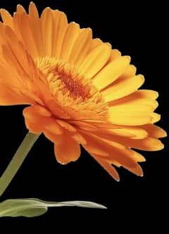 Flor de calendula