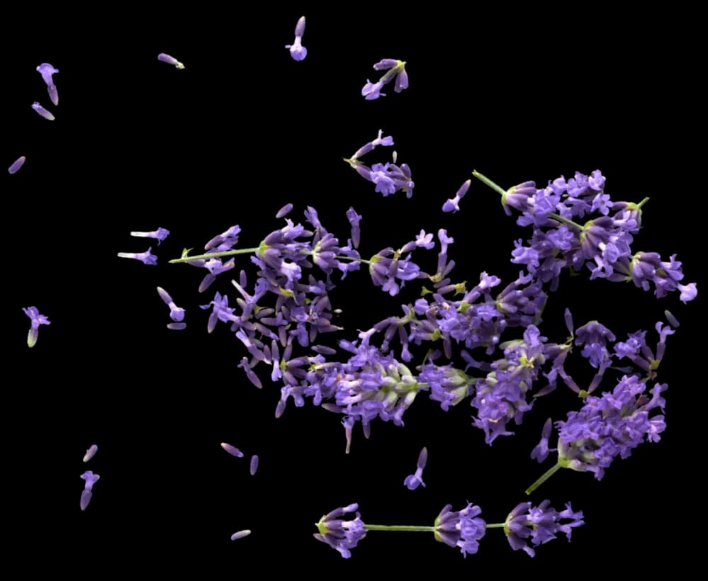 Flor de lavanda